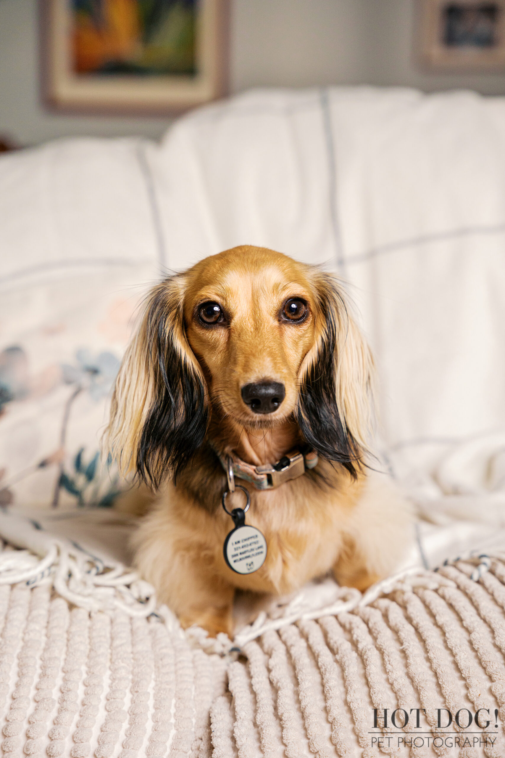 Dazzle the Dachshund sitting on a textured couch blanket looking directly at the camera during an in-home pet photography session.