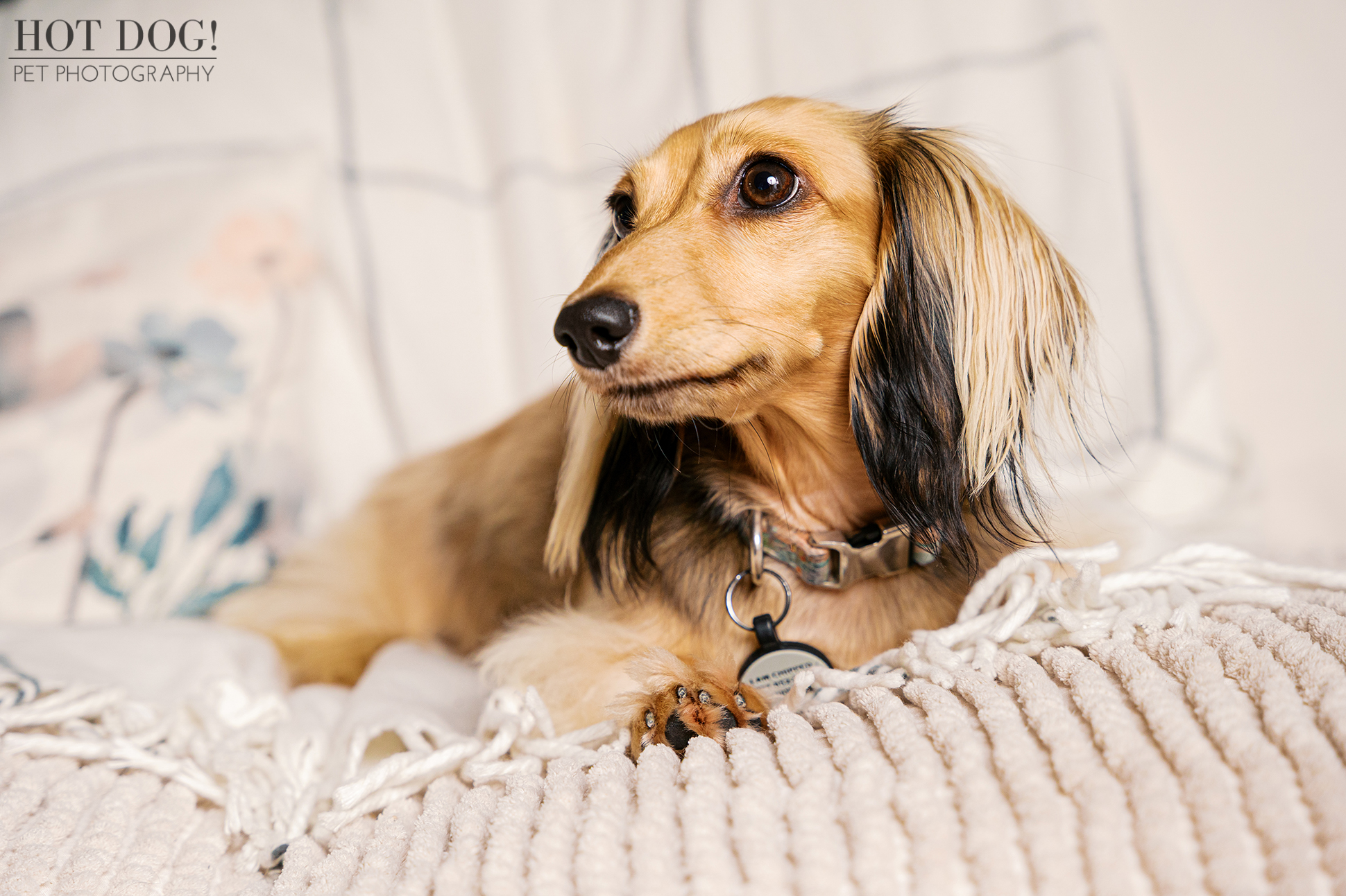Dazzle the Dachshund lying on a textured blanket looking off to the side during an in-home pet photography session in Melbourne FL.