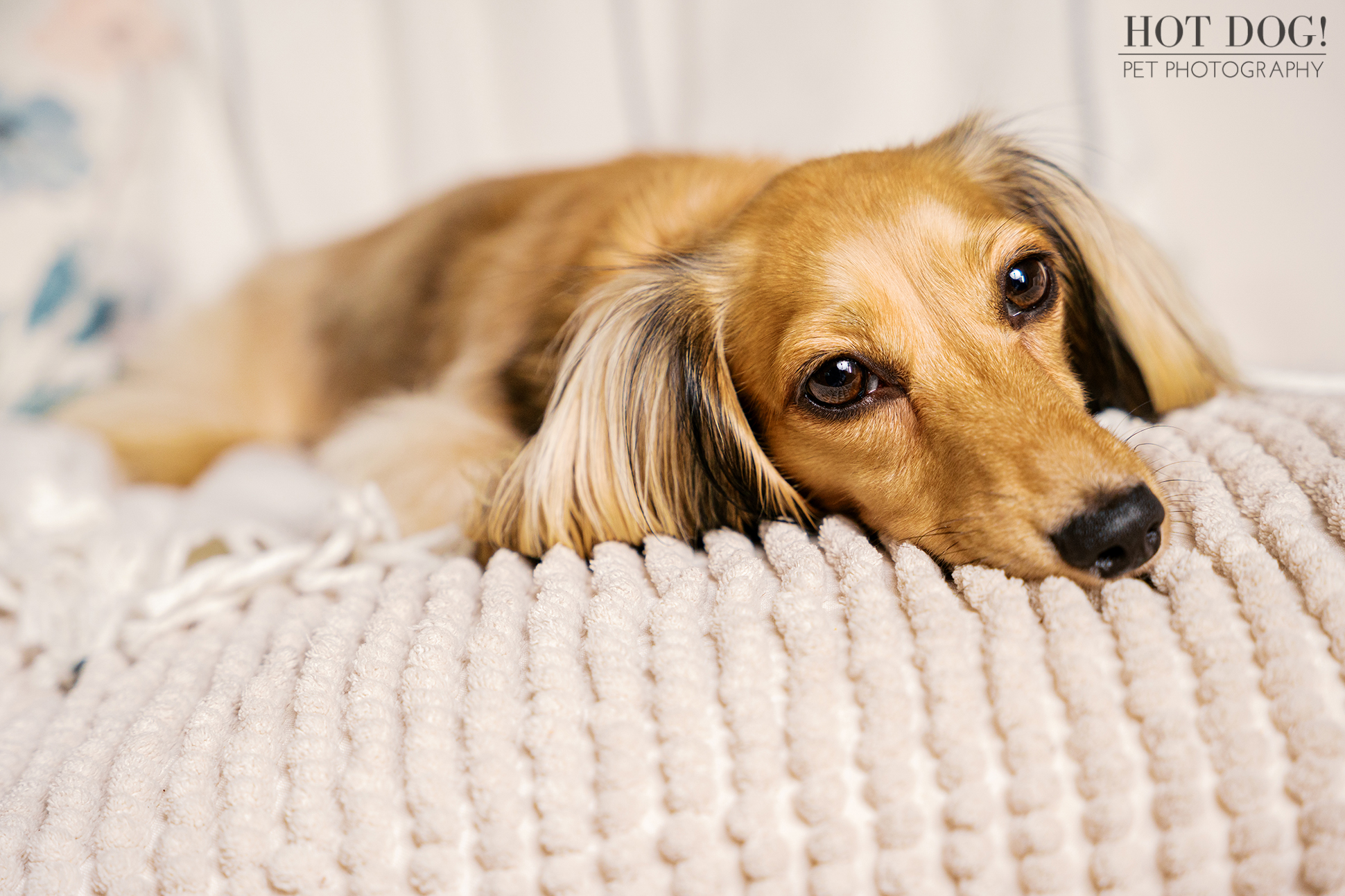 Dazzle the Dachshund resting her head on a soft blanket with a relaxed expression during a lifestyle dog photography session.