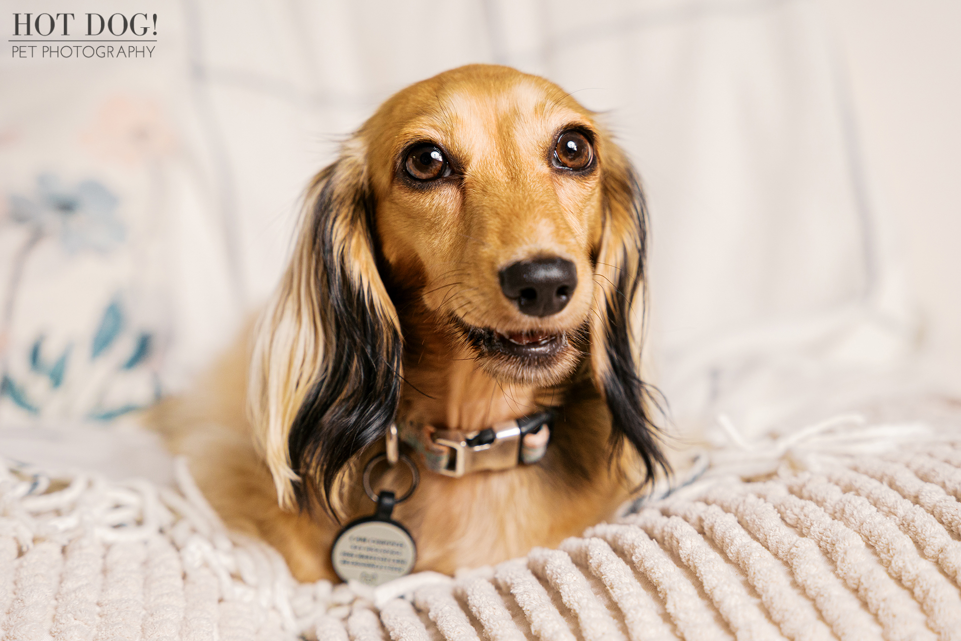 Dazzle the Dachshund lying on a cozy couch blanket looking off-camera during an at-home dog photography session in Melbourne Florida.