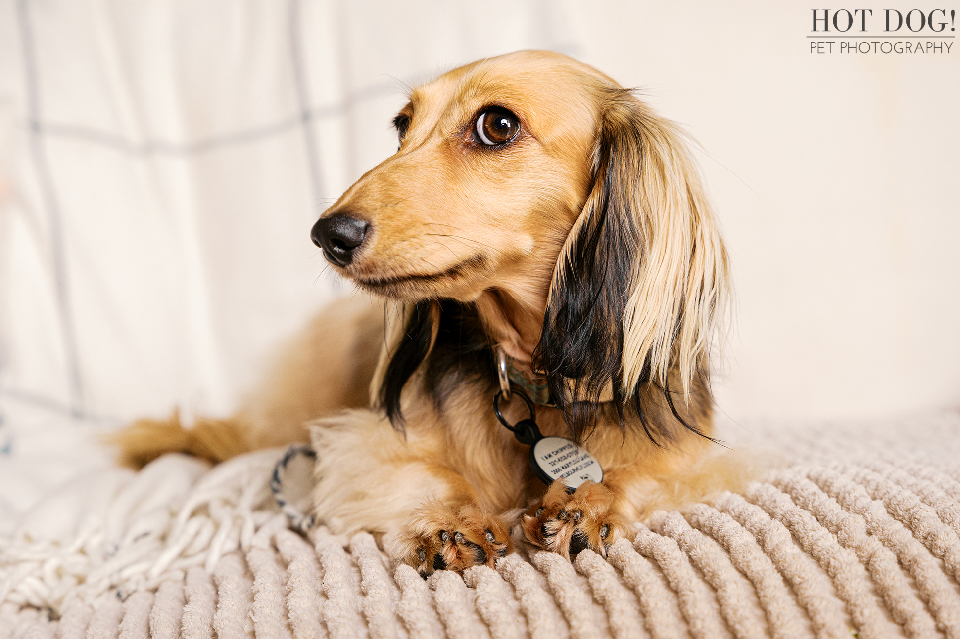 Dazzle the Dachshund smiling slightly while lying on a textured blanket during an in-home pet photography session.