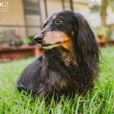 Dexter the Dachshund | Altamonte Springs Pet Photography