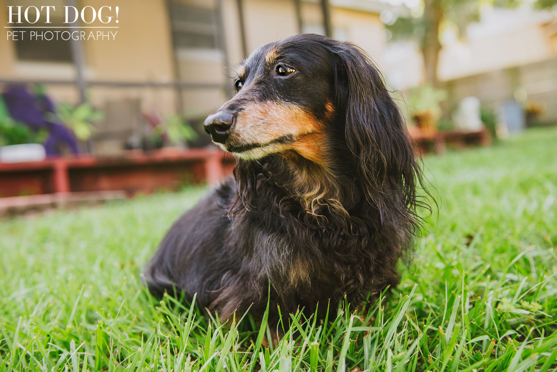 dexter the dachshund