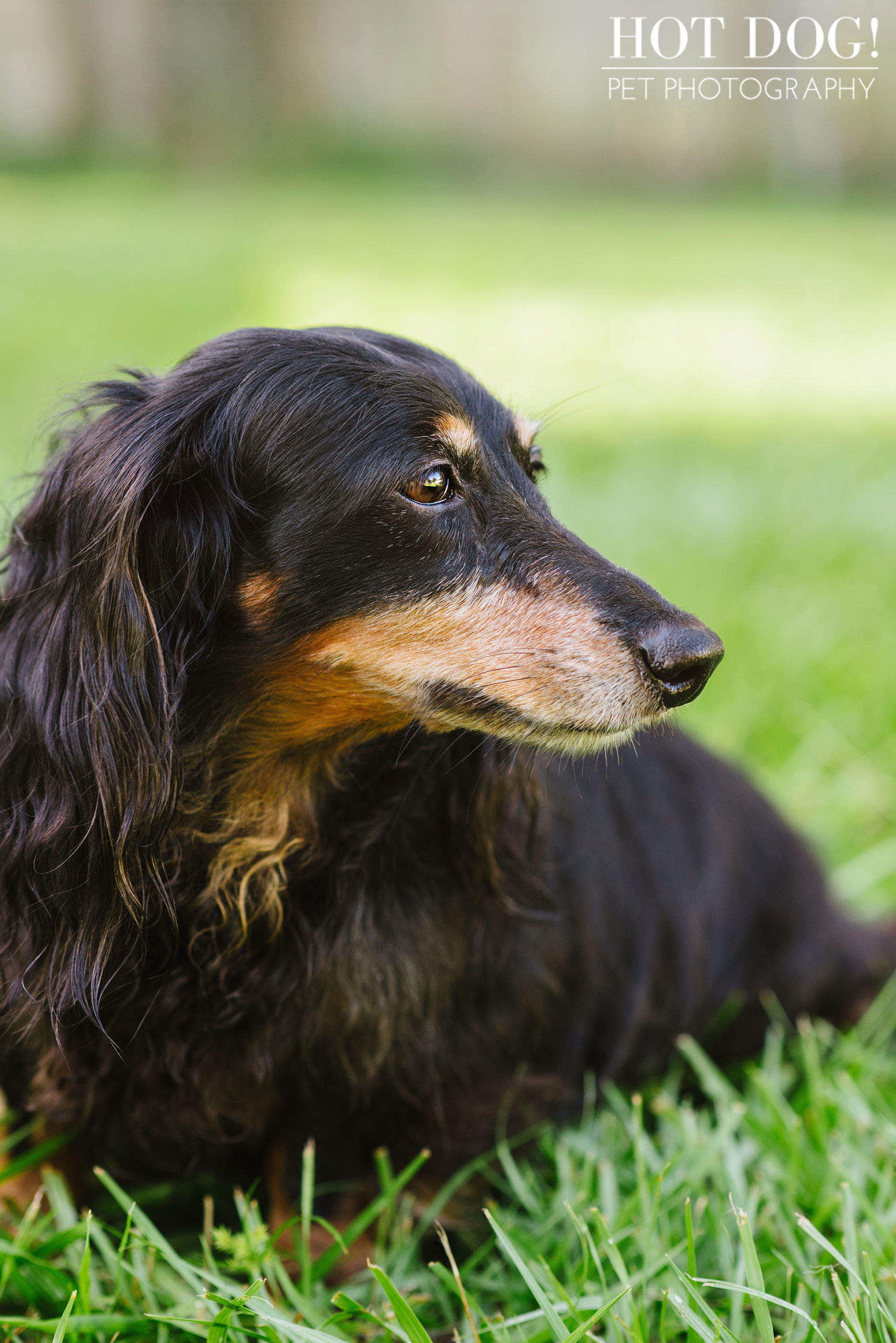 dexter the dachshund