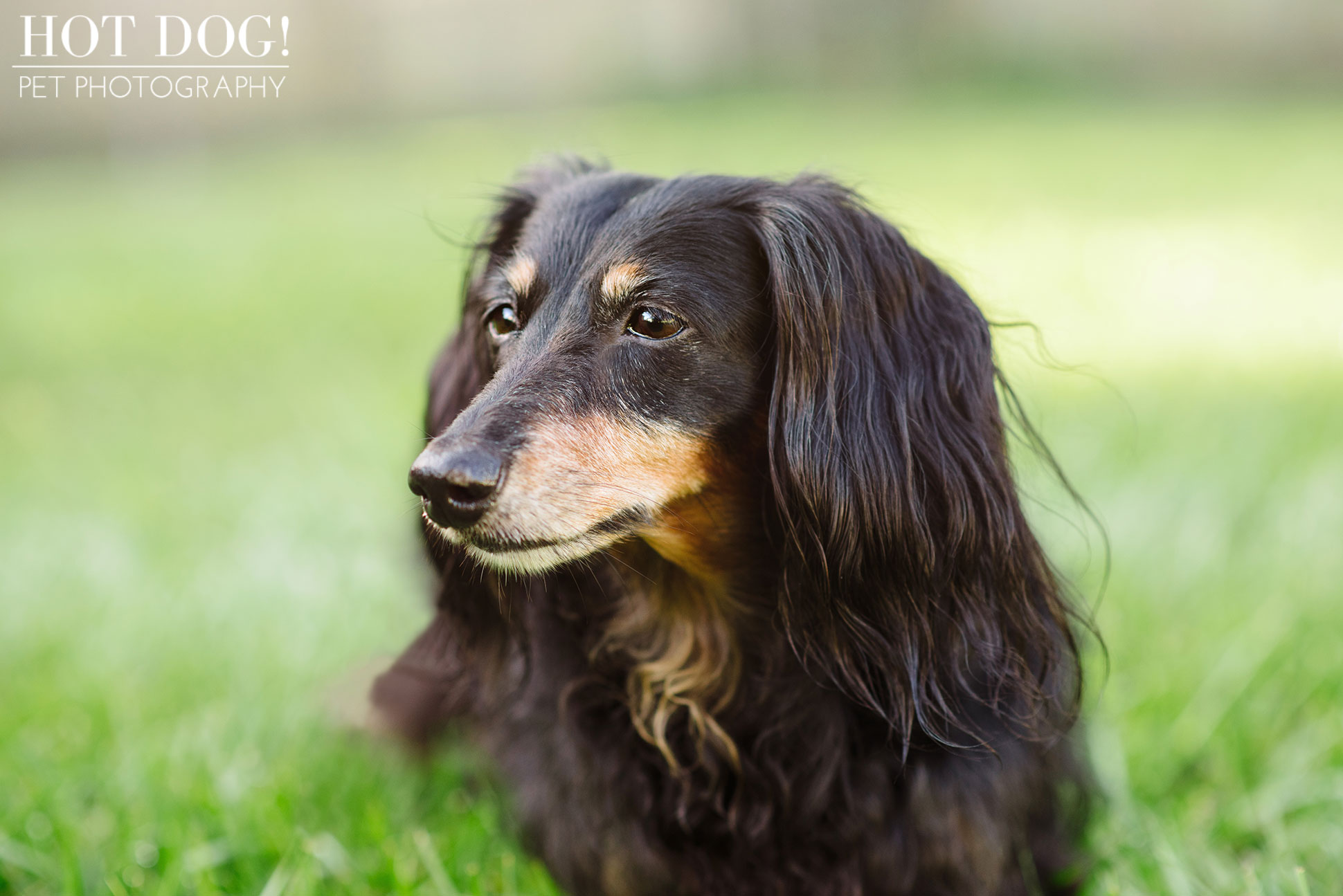 Dexter the Dachshund | Altamonte Springs Pet Photography