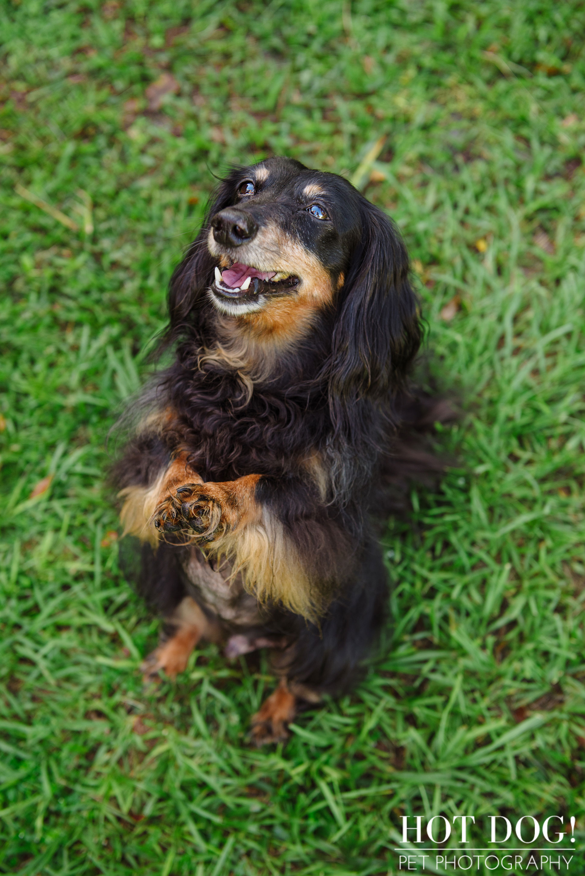 Dexter the Dachshund | Altamonte Springs Pet Photography