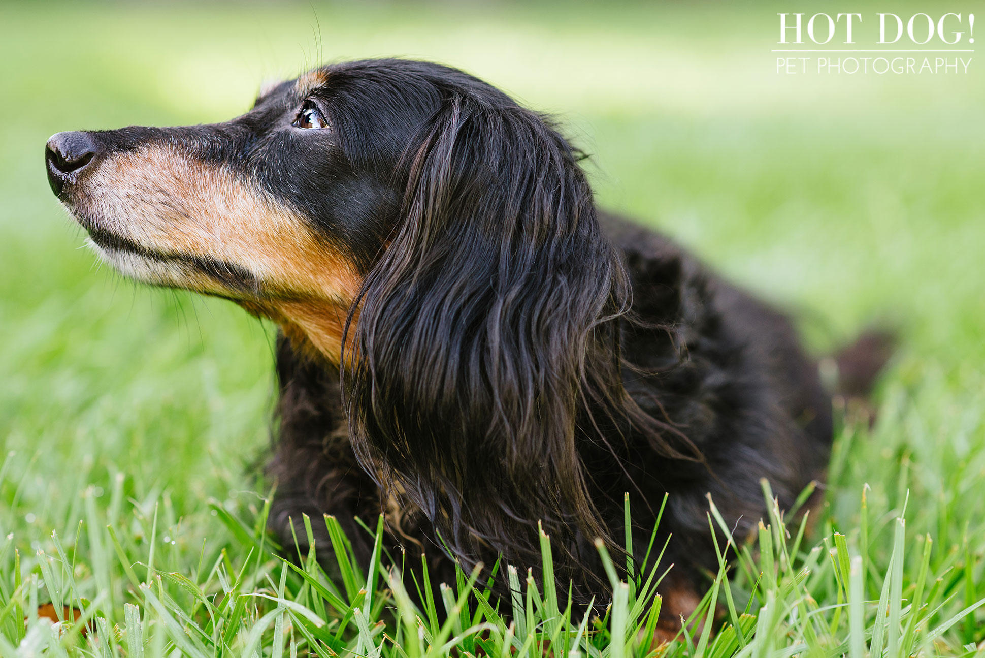 Dexter the Dachshund | Altamonte Springs Pet Photography