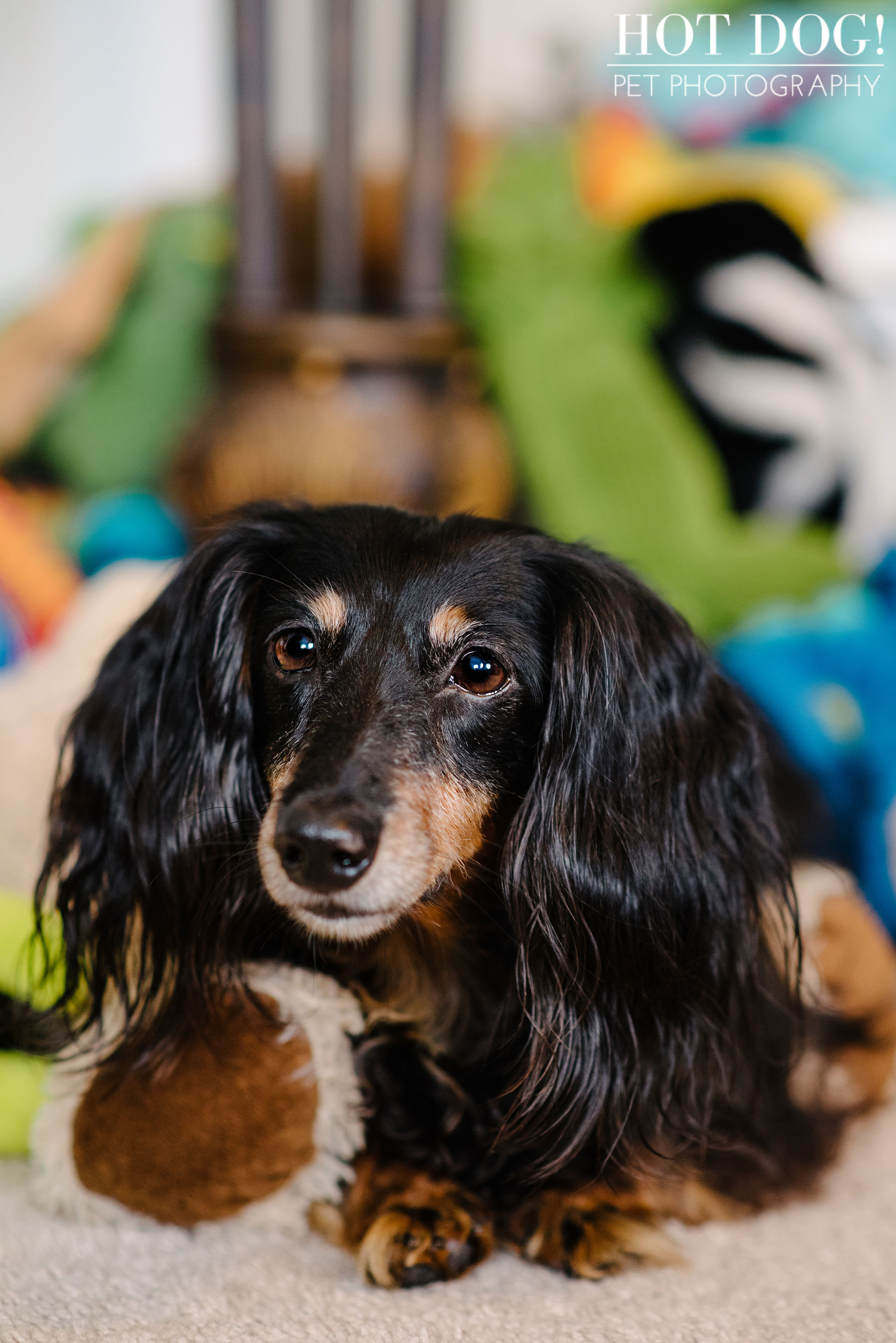 Dexter the Dachshund | Altamonte Springs Pet Photography