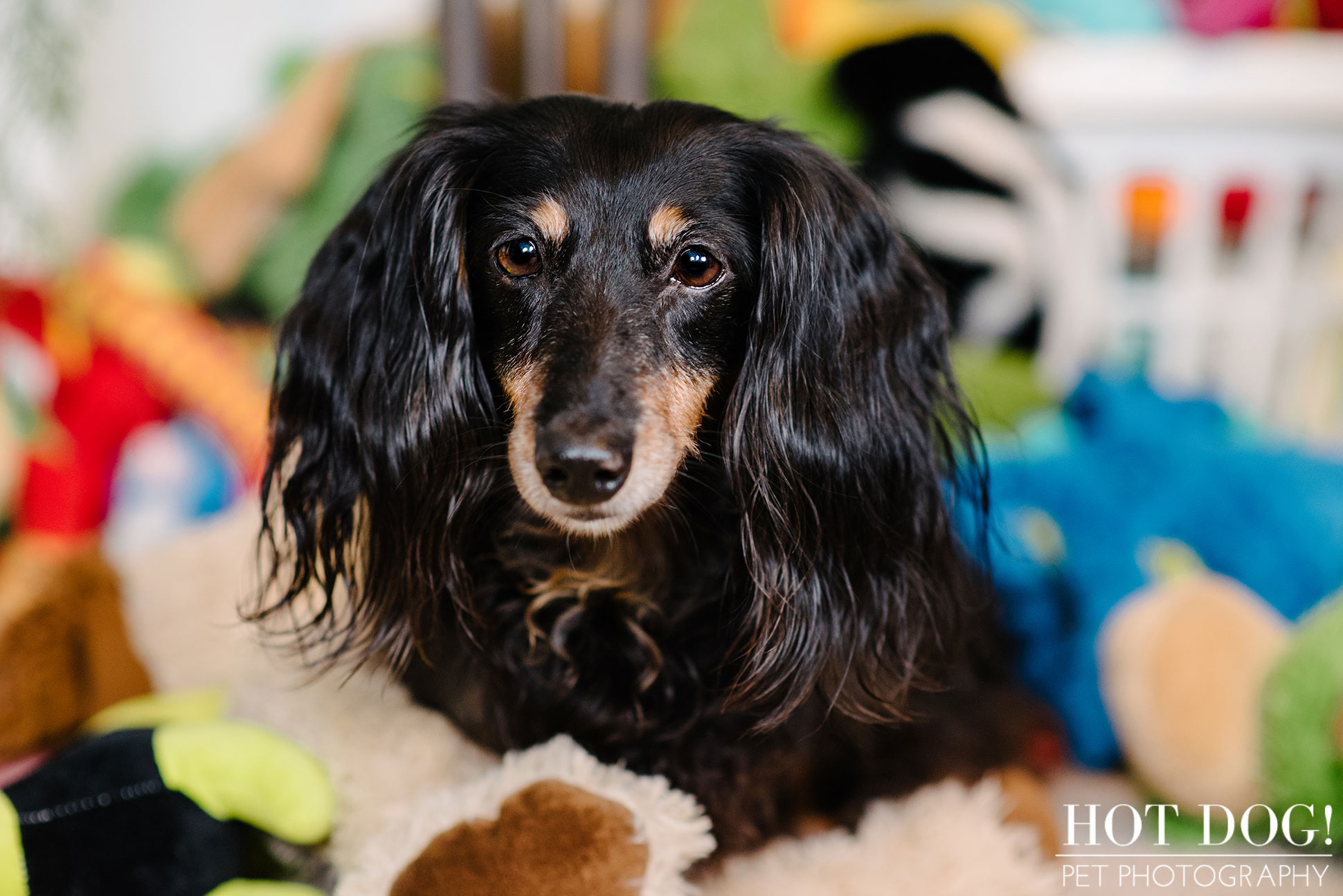 Dexter the Dachshund | Altamonte Springs Pet Photography