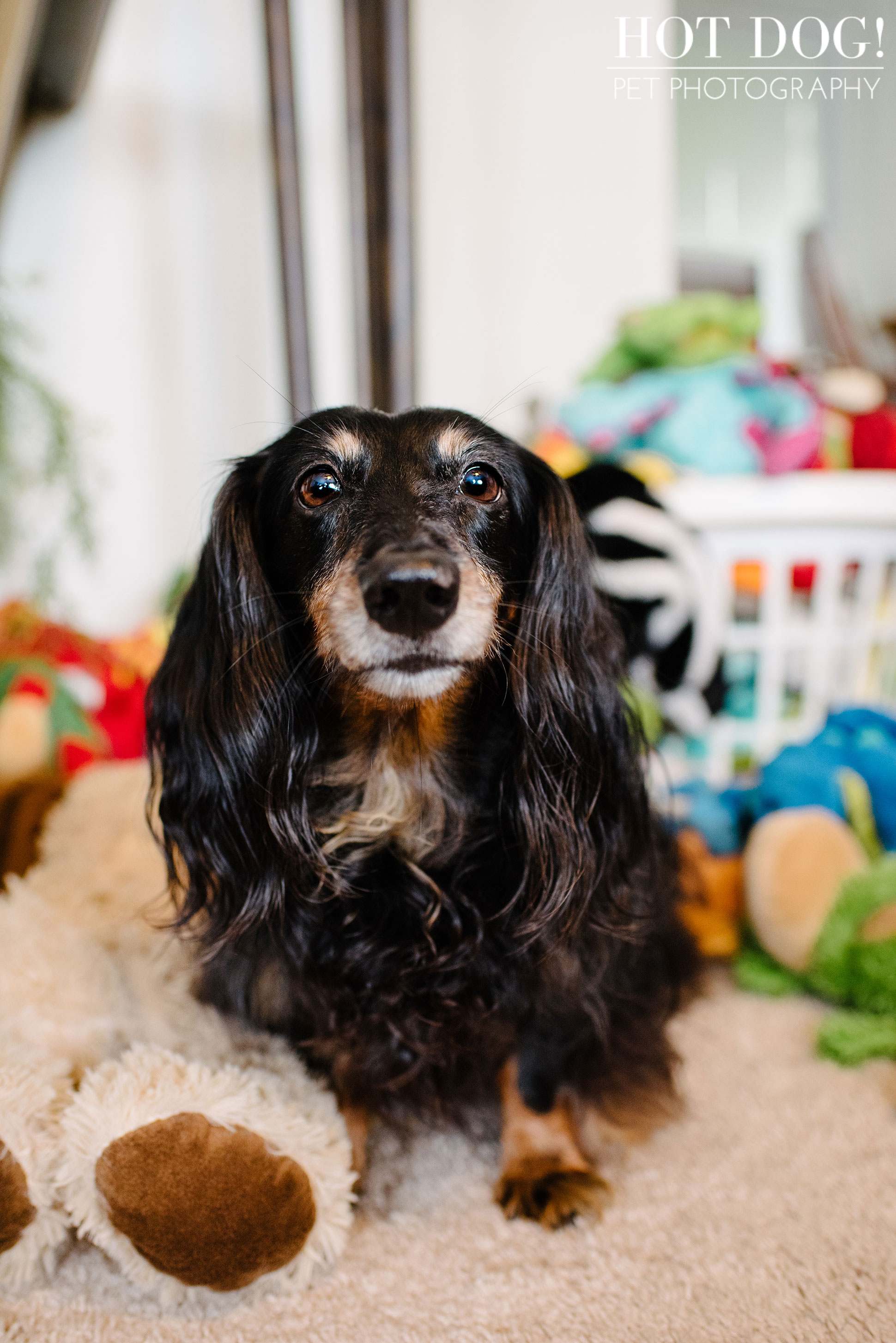 Dexter the Dachshund | Altamonte Springs Pet Photography