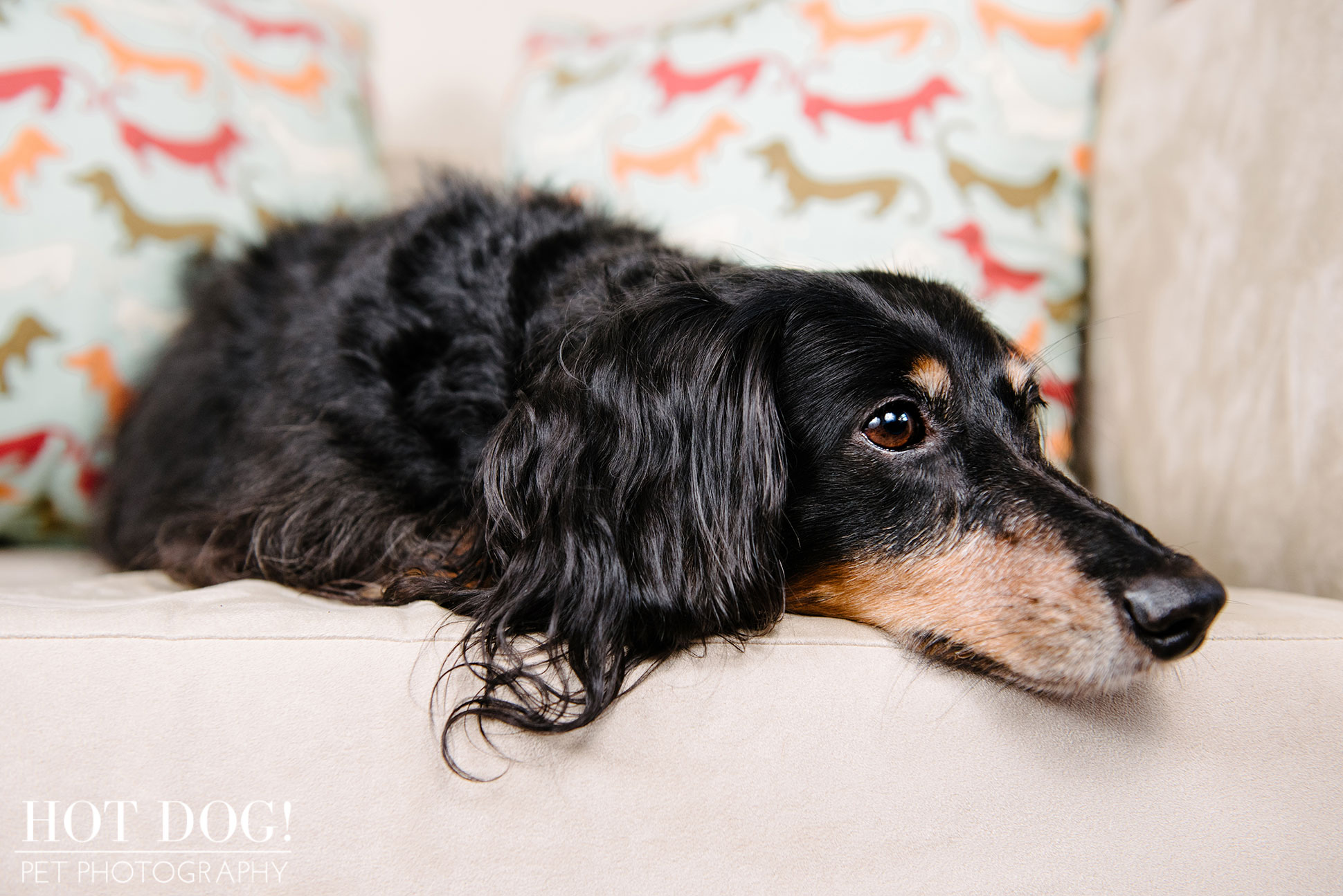 Dexter the Dachshund | Altamonte Springs Pet Photography