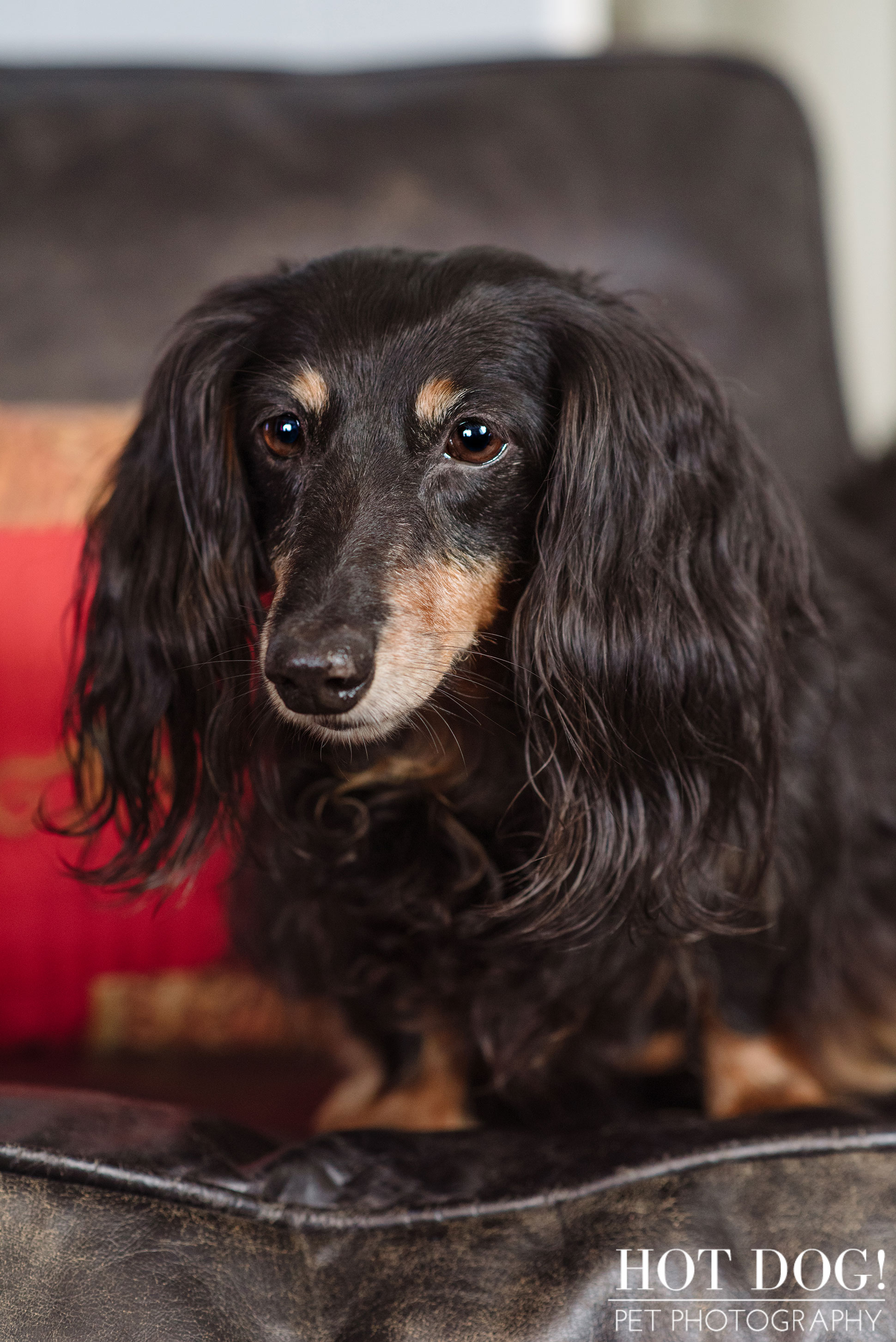 Dexter the Dachshund | Altamonte Springs Pet Photography