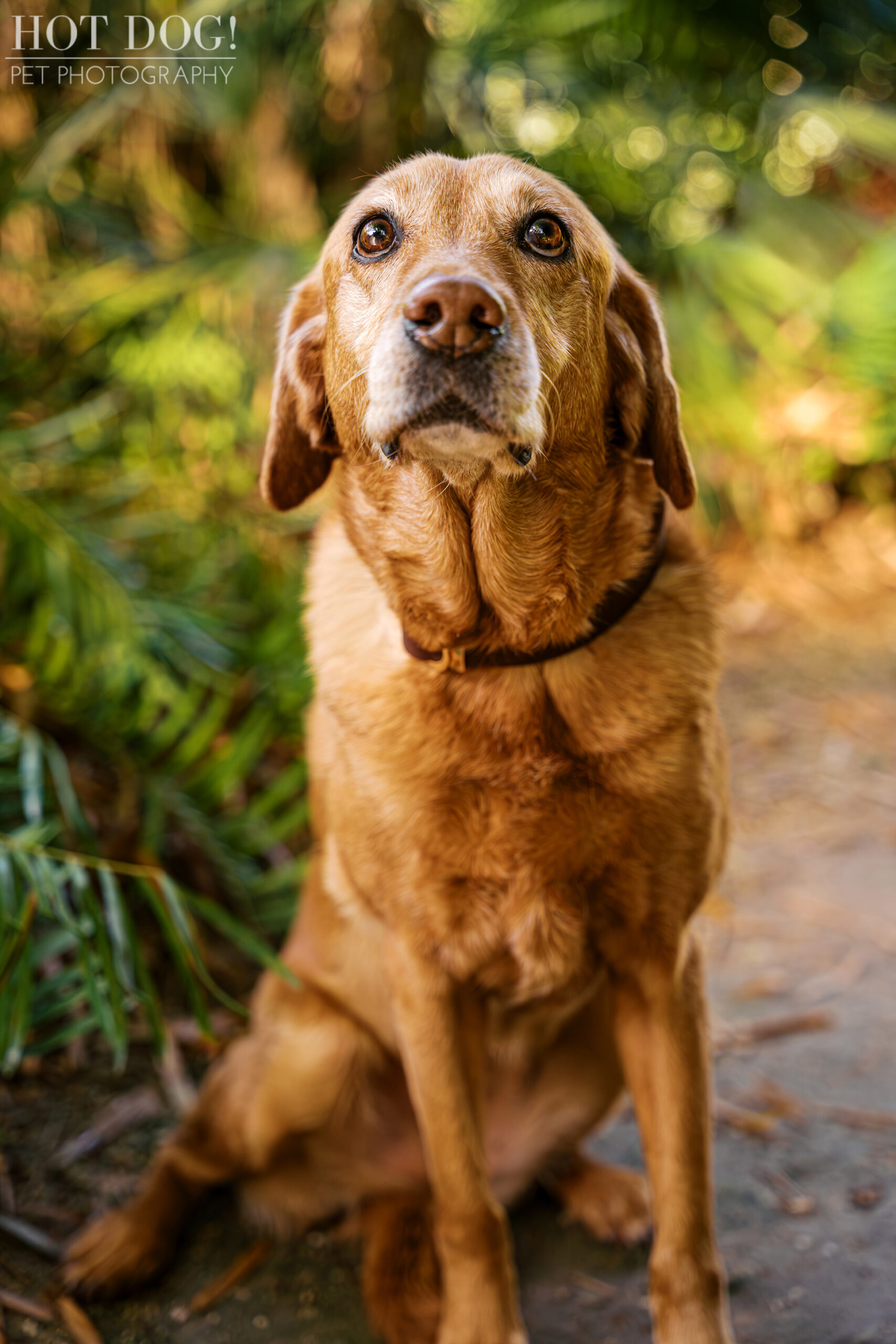Close-up portrait of Dixie, a 12-year-old red Labrador Retriever, sitting among lush greenery at Kanapaha Botanical Gardens in Gainesville, Florida.