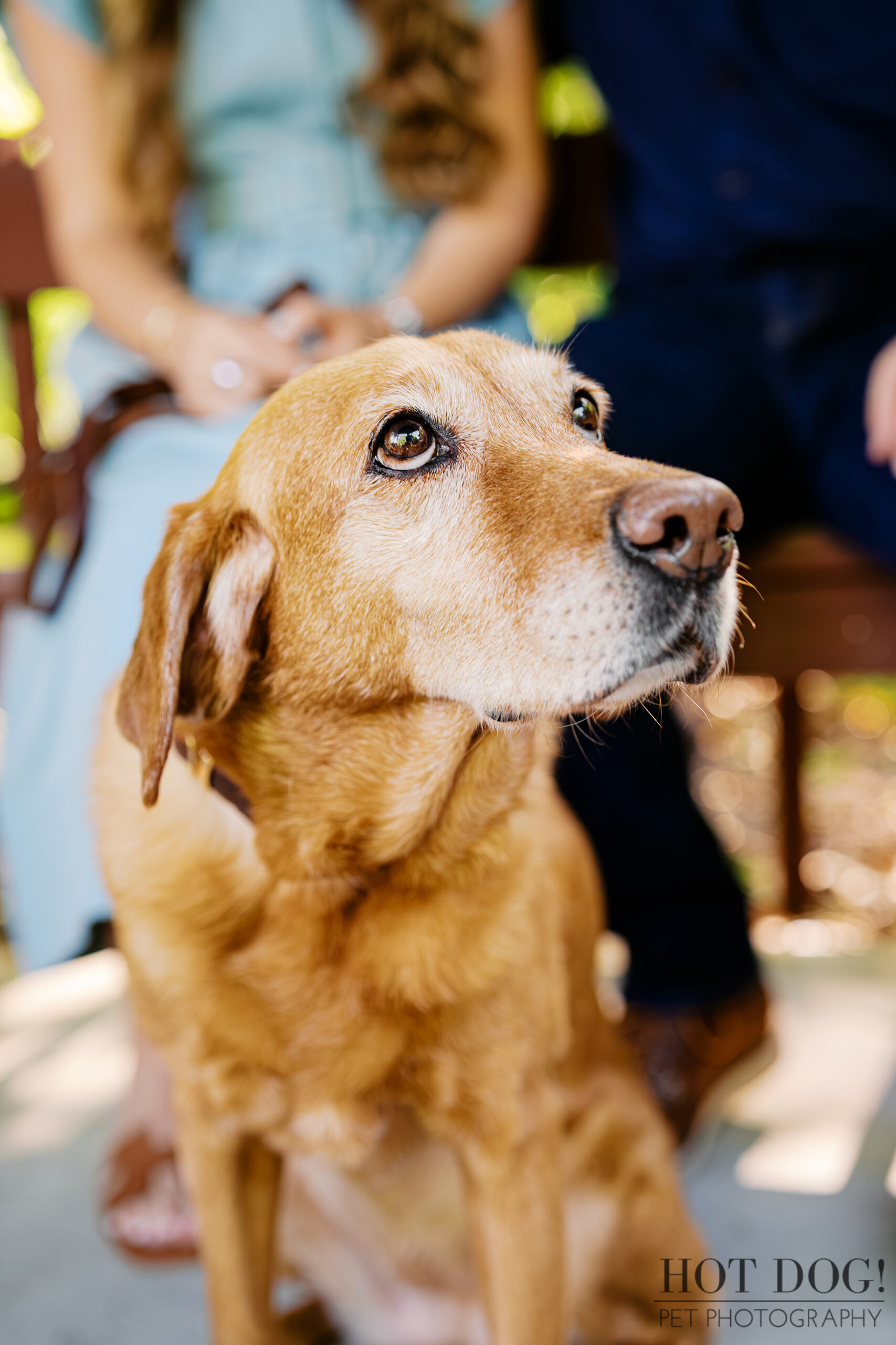 Close-up of Dixie’s sweet graying face during a senior dog photography session at Kanapaha Botanical Gardens in Gainesville.