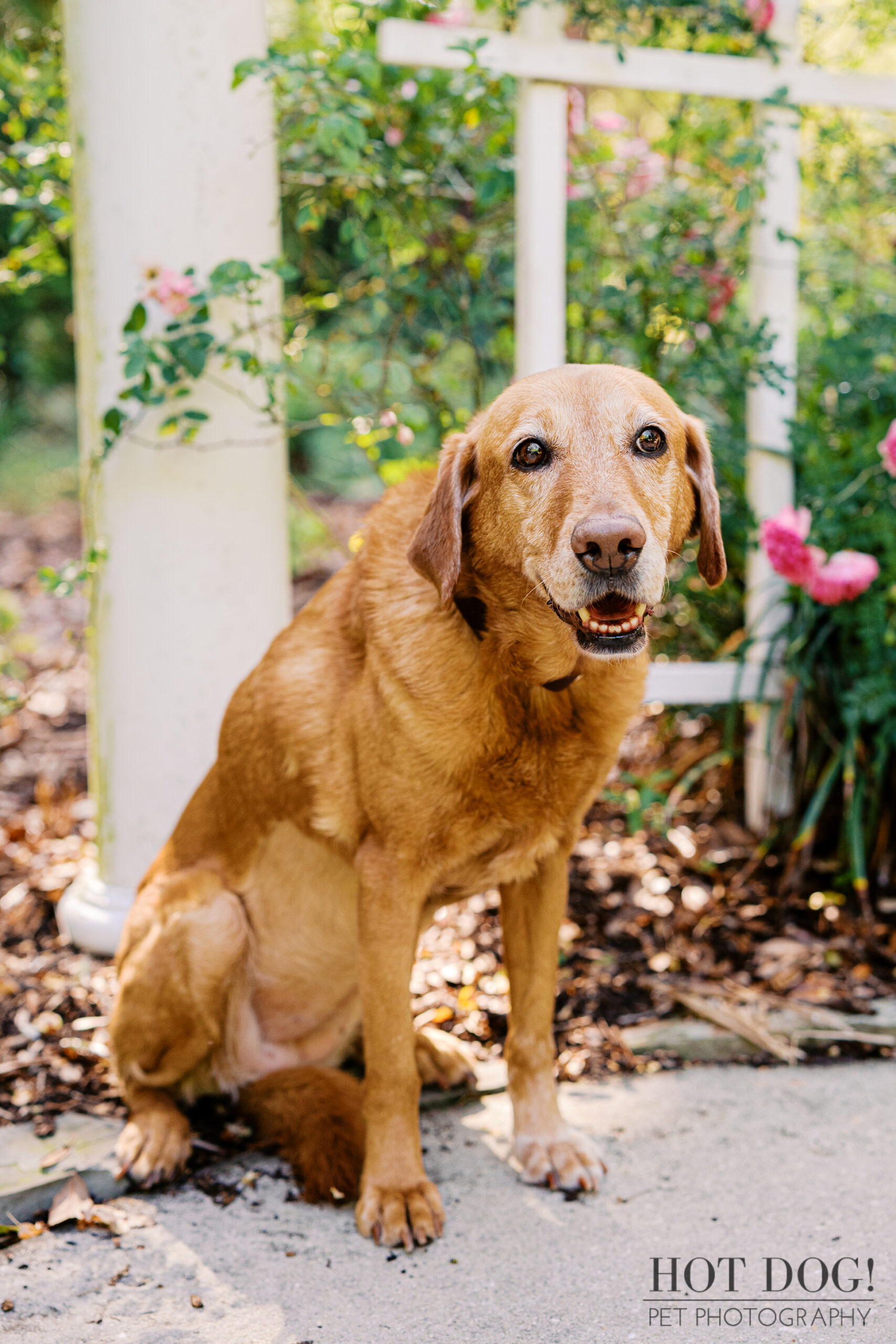 Portrait of Dixie, a senior red Labrador Retriever, sitting beneath a white garden arbor surrounded by flowers at Kanapaha Botanical Gardens.