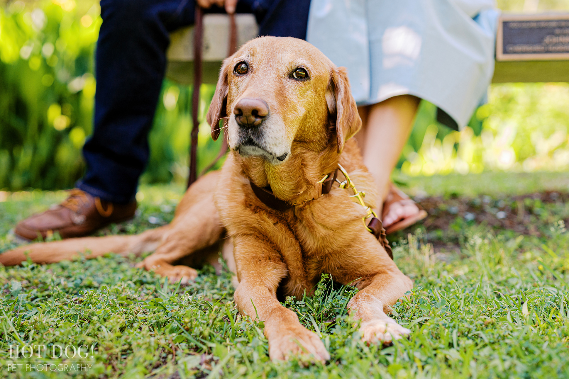 Dixie, a senior red Labrador Retriever, relaxes in the grass during her pet photography session at Kanapaha Botanical Gardens.