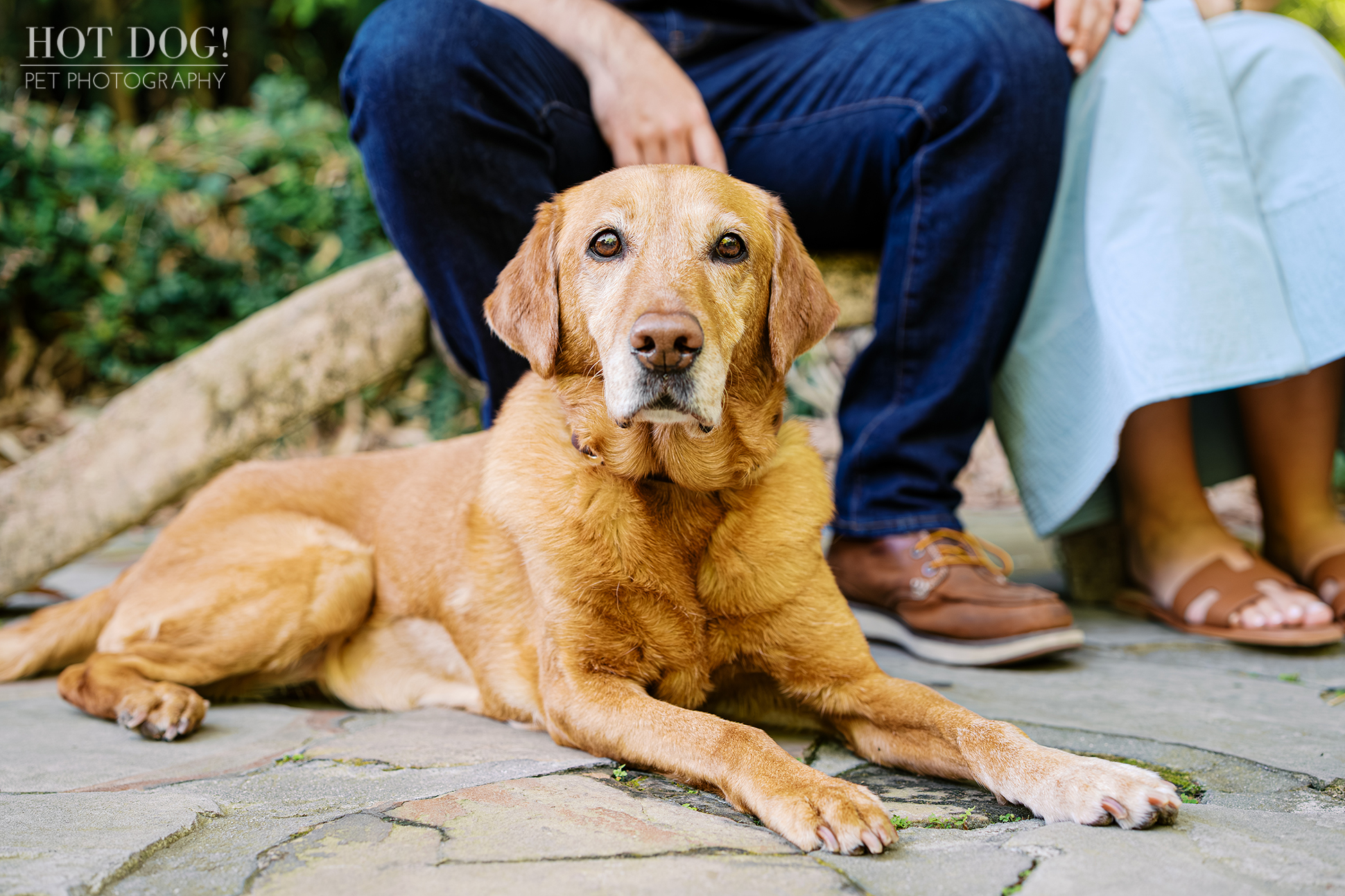 Portrait of Dixie, a senior red Labrador Retriever, lying on a stone pathway in front of Chloe and Bryson at Kanapaha Botanical Gardens.
