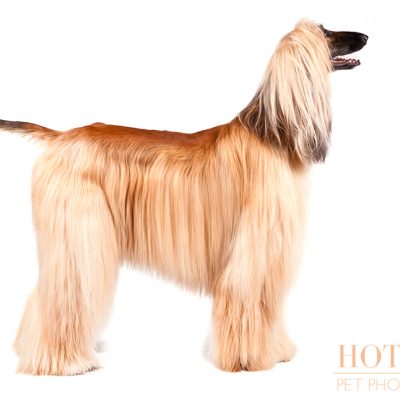 Dog of the Day | Afghan Hound