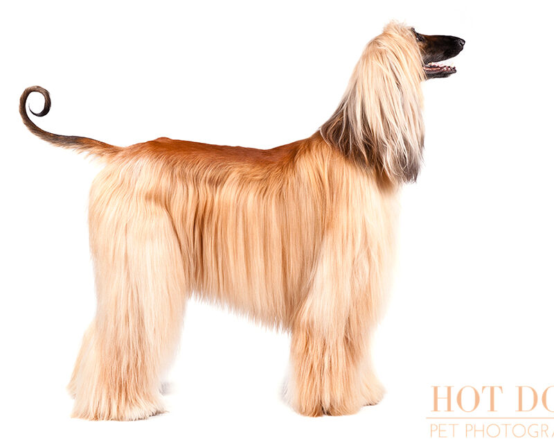 Dog of the Day | Afghan Hound