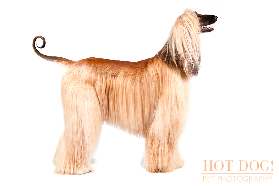 dog-of-the-day-afghan-hound