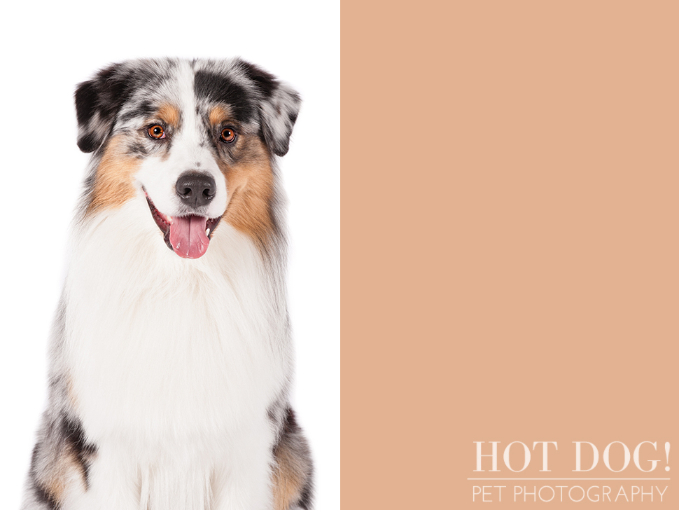 dog-of-the-day-australian-shepherd