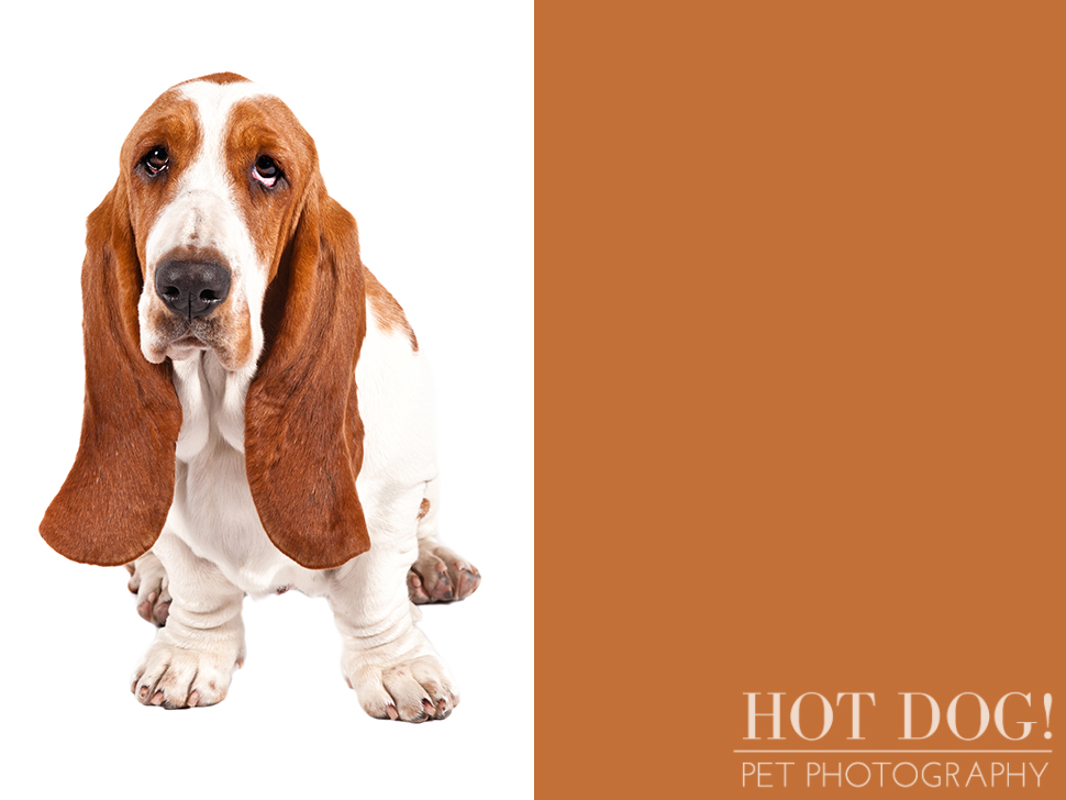 dog-of-the-day-basset-hound