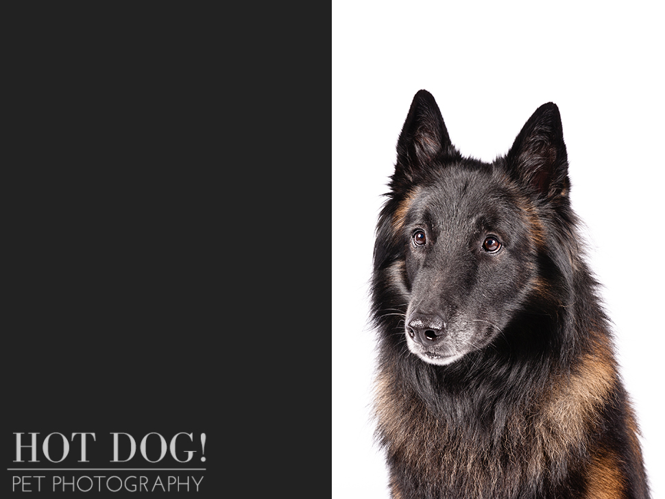 dog-of-the-day-belgian-tervuren