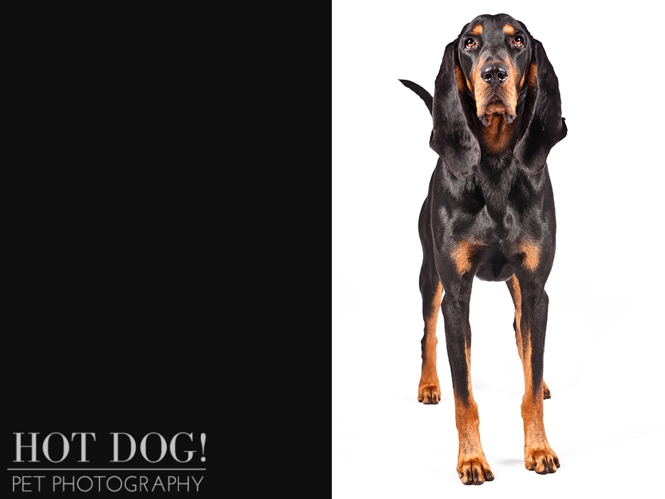 dog-of-the-day-black-tan-coonhound