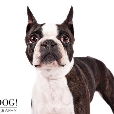 Dog of the Day | Boston Terrier