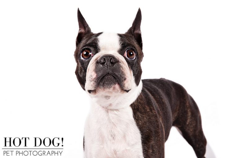Dog of the Day Boston Terrier Hot Dog! Pet Photography