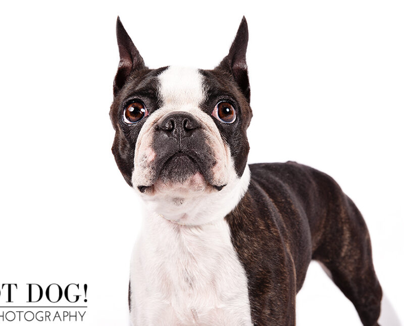 Dog of the Day | Boston Terrier