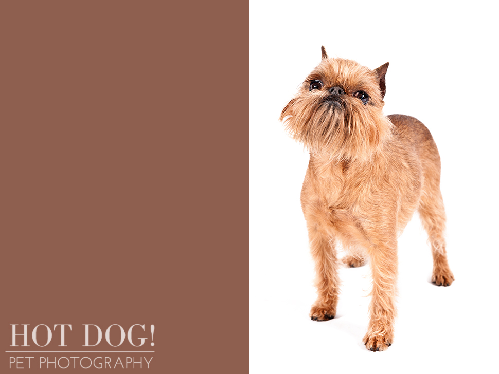 dog-of-the-day-brussels-griffon