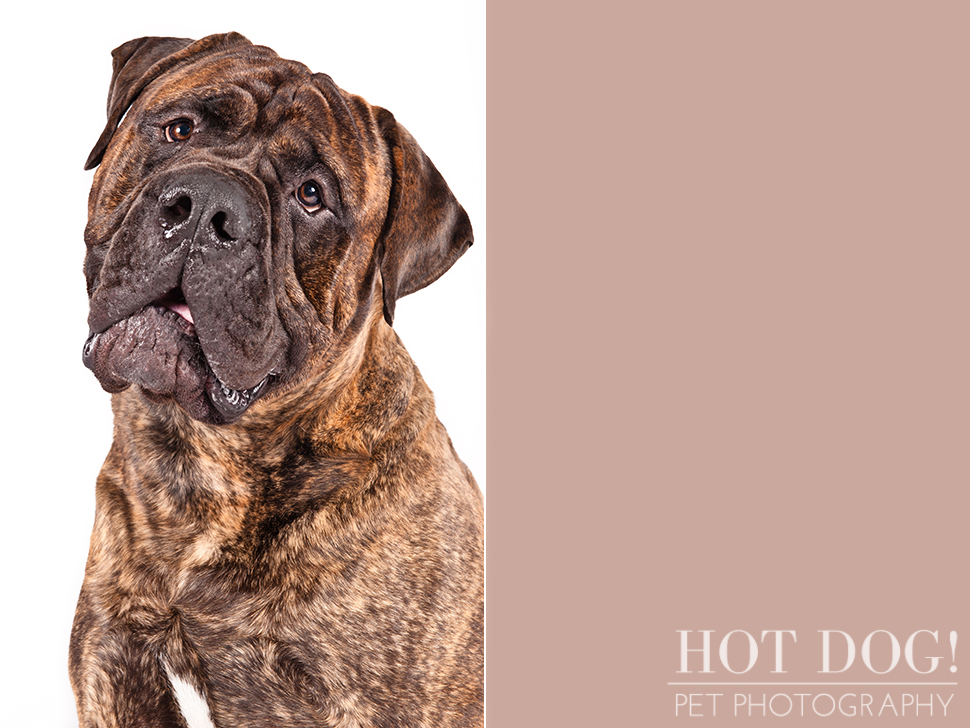 dog-of-the-day-bullmastiff