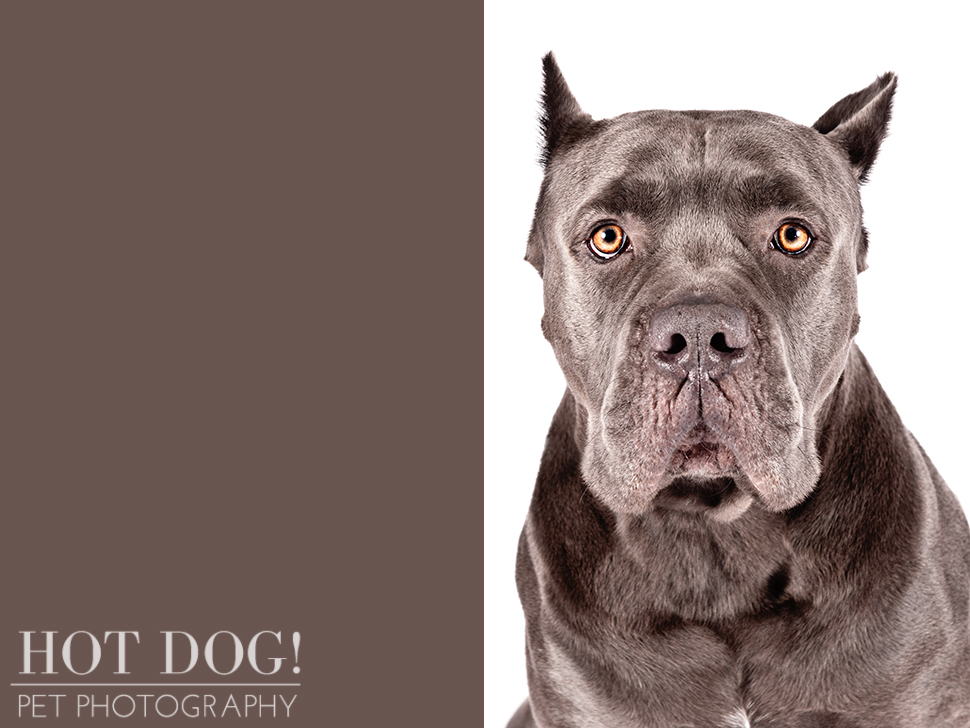 dog-of-the-day-cane-corso