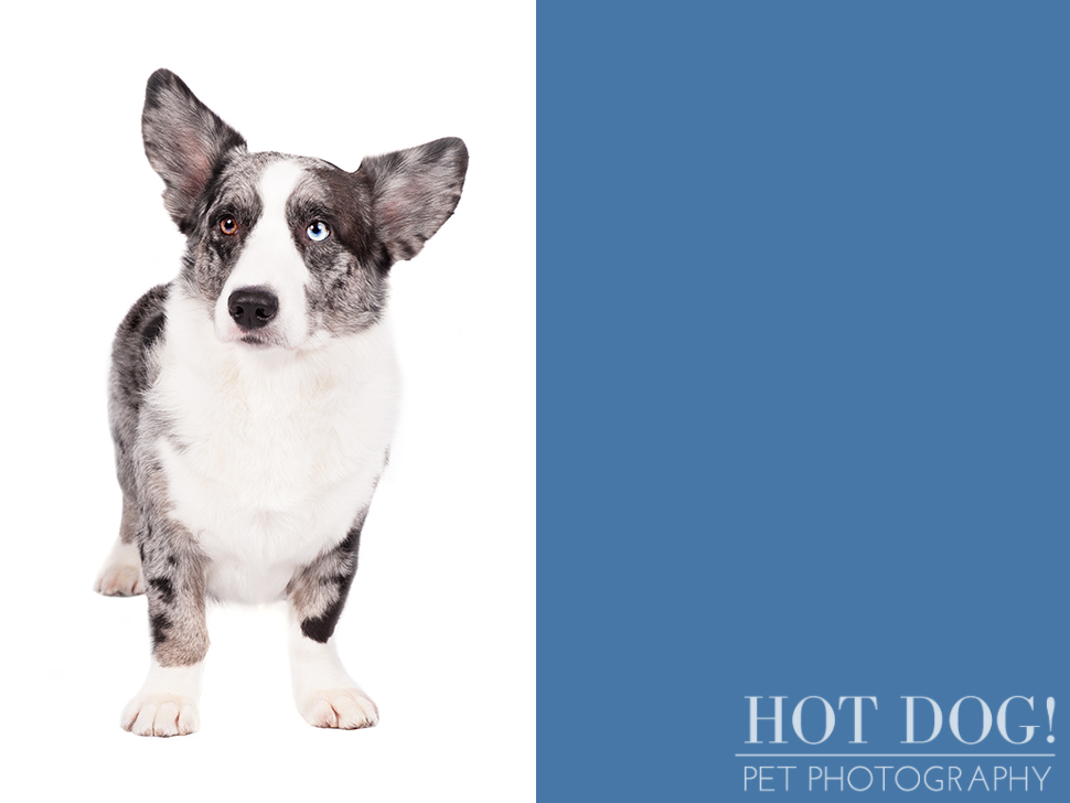 dog-of-the-day-cardigan-welsh-corgi