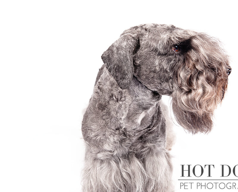 Dog of the Day | Cesky Terrier