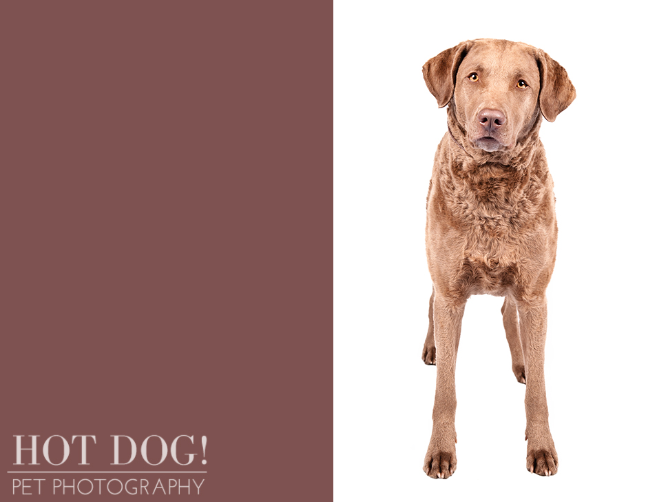 dog-of-the-day-chesapeake-bay-retriever