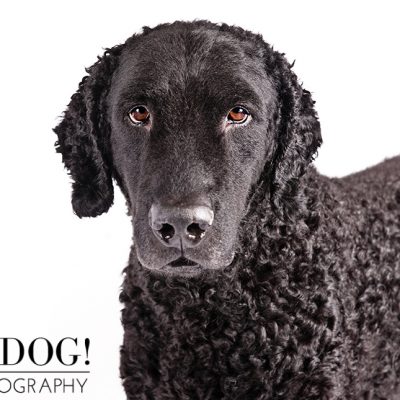 Dog of the Day | Curly-Coated Retriever