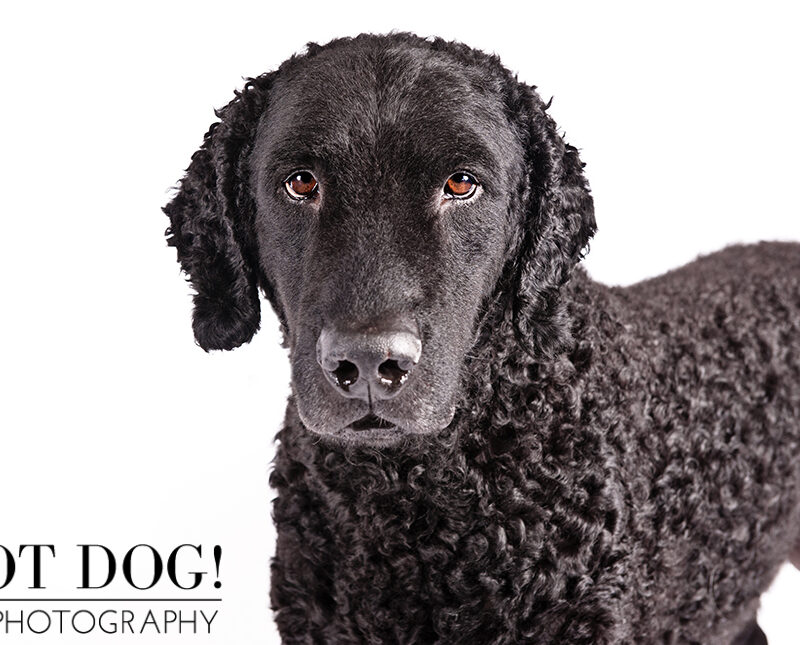 Dog of the Day | Curly-Coated Retriever