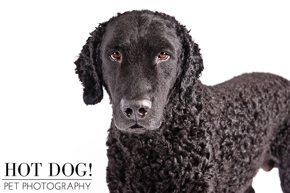 dog-of-the-day-curly-coated-retriever