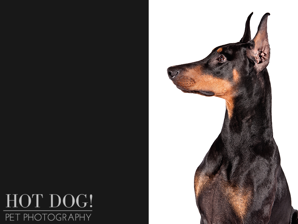 dog-of-the-day-doberman