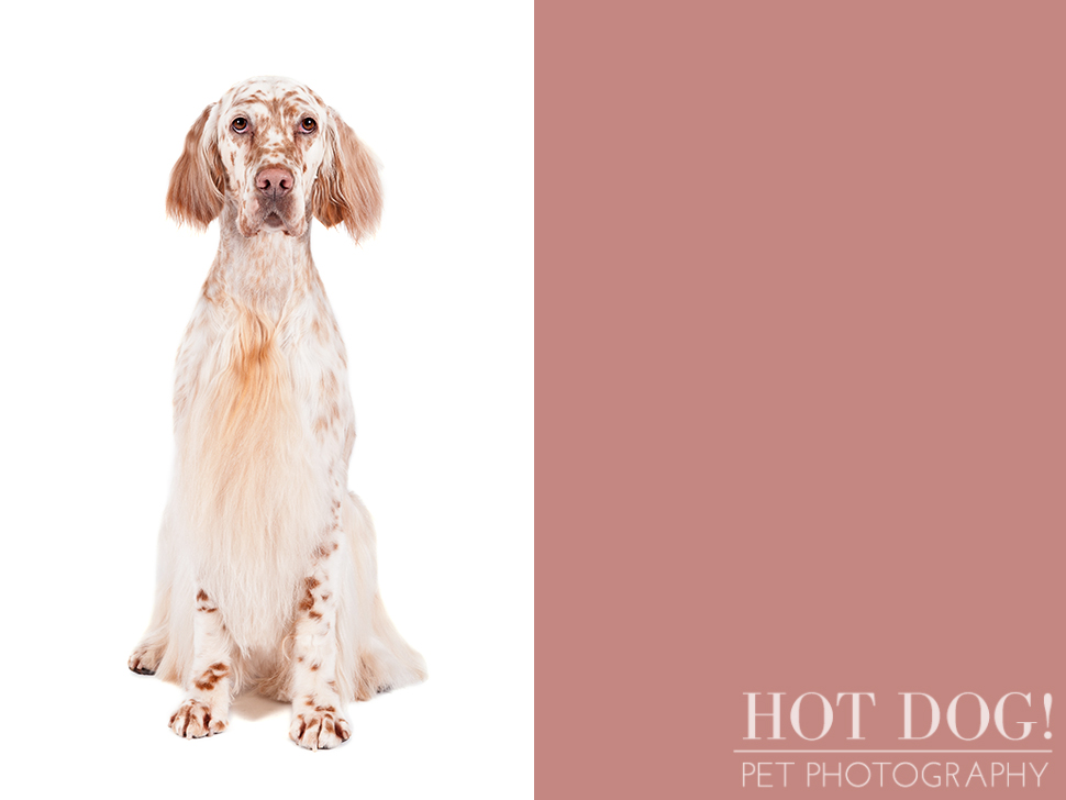 dog-of-the-day-english-setter