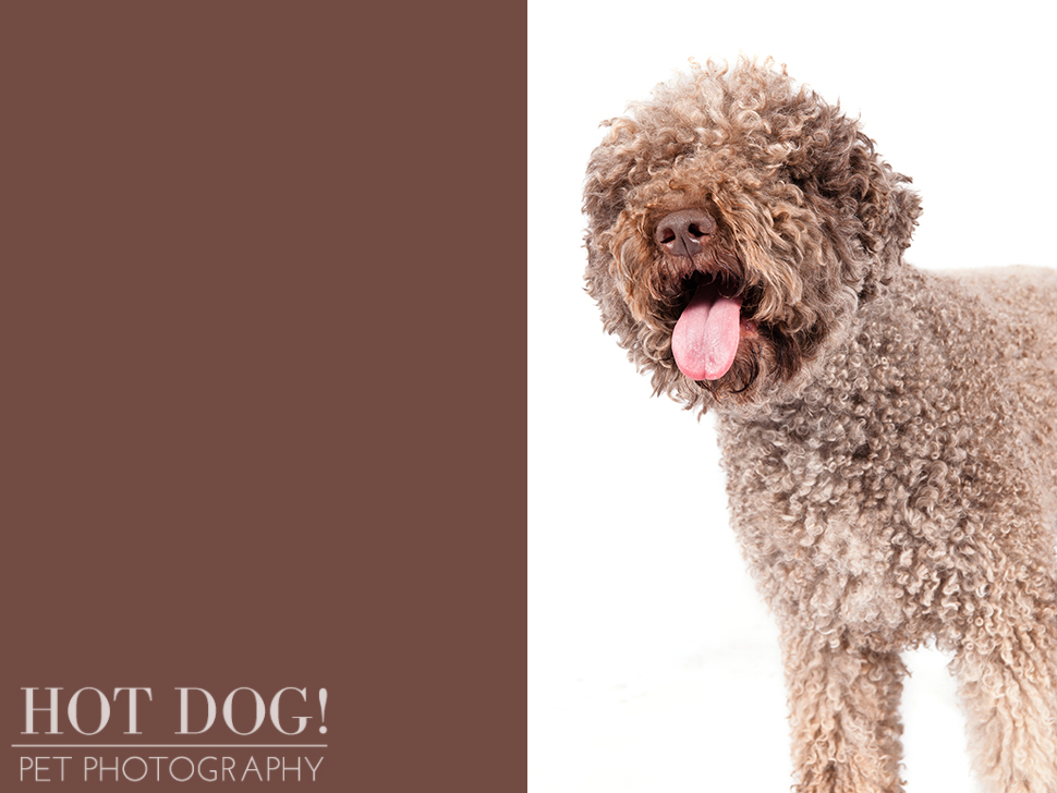 dog-of-the-day-lagotto-romagnolo