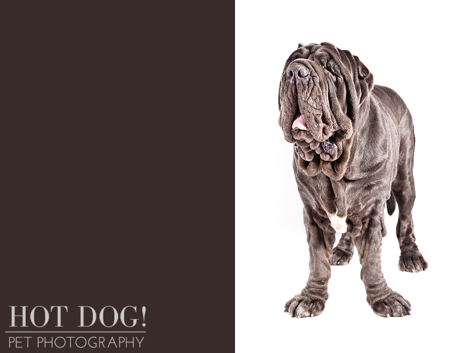 dog-of-the-day-neapolitan-mastiff