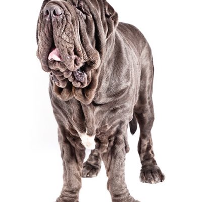 Dog of the Day | Neapolitan Mastiff