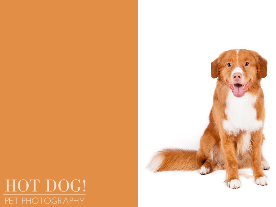 dog-of-the-day-nova-scotia-duck-tolling-retriever