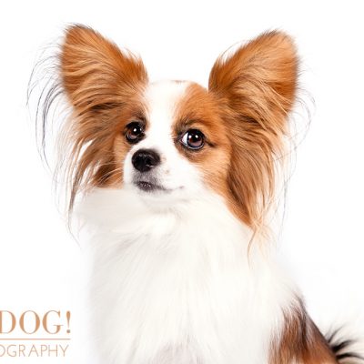 Dog of the Day | Papillon