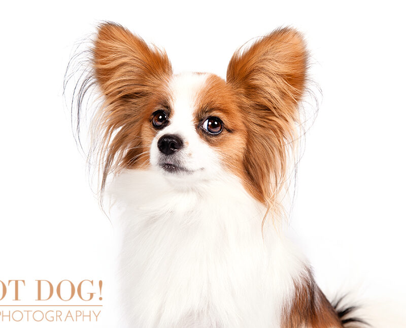 Dog of the Day | Papillon