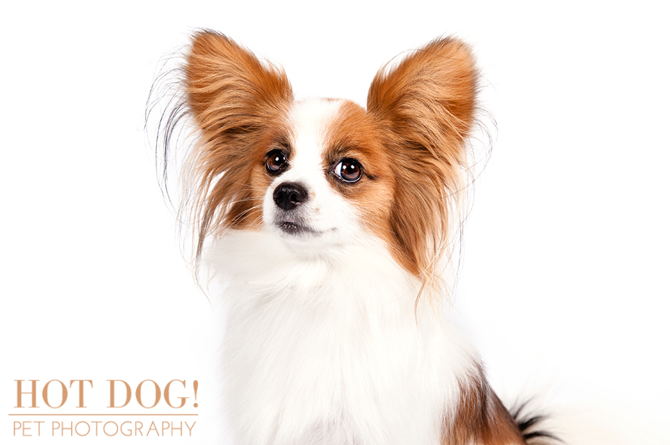 dog-of-the-day-papillon