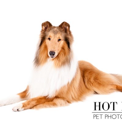 Dog of the Day | Collie